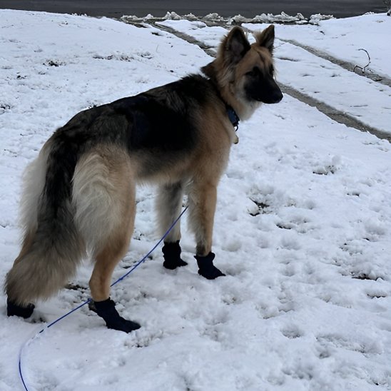 berger allemand en laisse portant Chaussure chiens noire marche sur sol enneigé