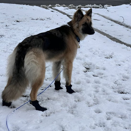 berger allemand en laisse portant Chaussure chiens noire marche sur sol enneigé