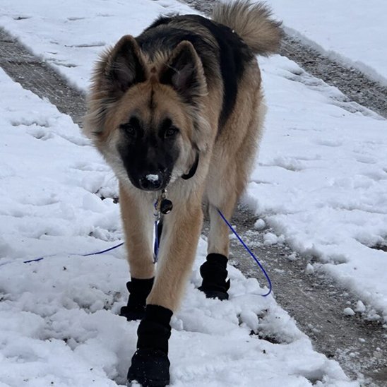 berger allemand portant Chaussure chiens noire marche sur sol enneigé