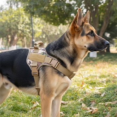 berger allemand porte Harnais chien dans parc