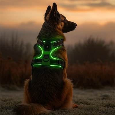 berger allemand porte Harnais lumineux chien dans champs a tombee du jour