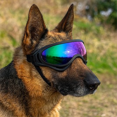berger allemand porte Lunette chien moto colorée