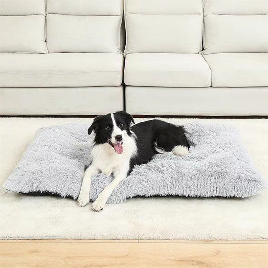 berger australien couche sur Coussin pour chien sur moquette blanche