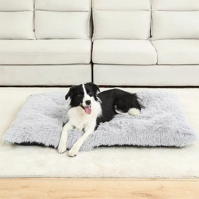 berger australien couche sur Coussin pour chien sur moquette blanche