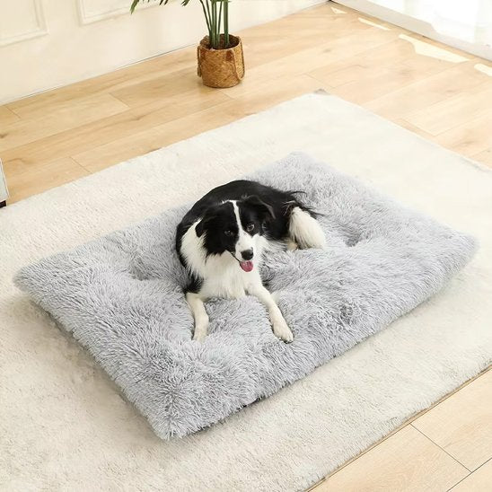 berger australien couche sur Coussin pour chien sur moquette blanche