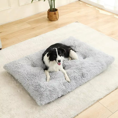 berger australien couche sur Coussin pour chien sur moquette blanche