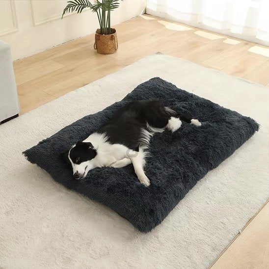 berger australien couche sur Coussin pour chien sur moquette blanche