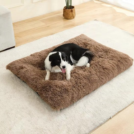 berger australien couche sur Coussin pour chien sur moquette blanche