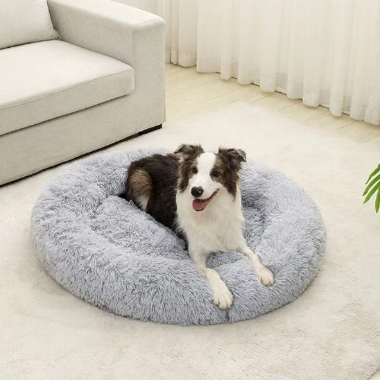 berger australien est couche dans Panier pour chien gris