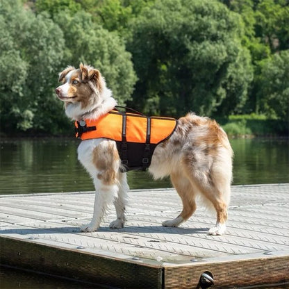 berger australien portant Gilet de sauvetage Chien attend sur quai