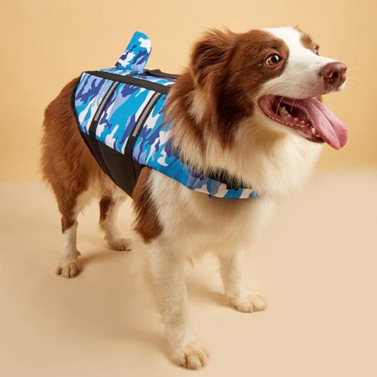berger australien portant Gilet de sauvetage chien bleu sur sol