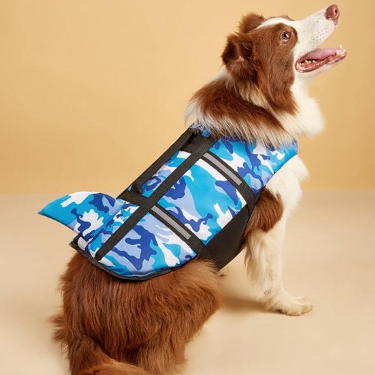 berger australien portant Gilet de sauvetage chien bleu assis sur sol