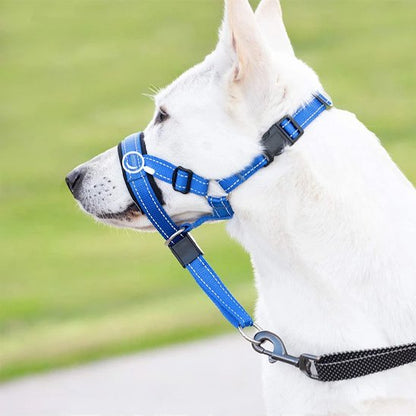 berger blanc suisse portant Muselière chien​ 
