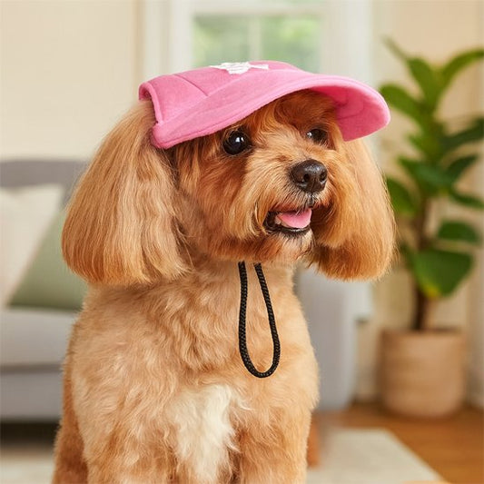 bichon blond porte Casquette pour chien dans salon