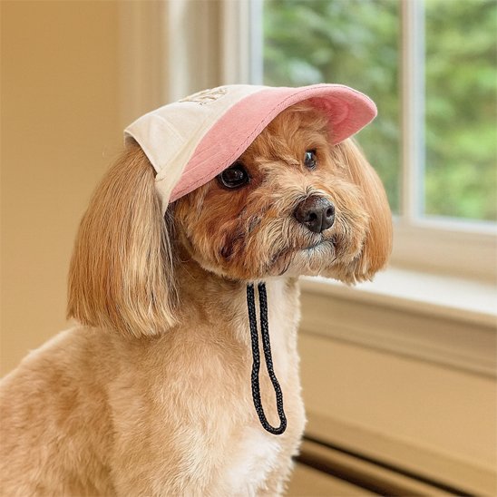 bichon blond porte Casquette pour chien rose dans salon 