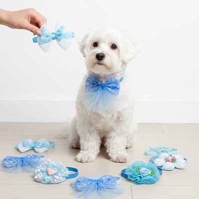 bichon maltais porte collier noeud papillon chien assis sur sol