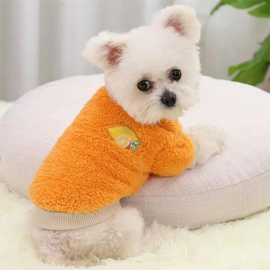 bichon maltais porte Pull pour Chien orange assis sur surface blanche