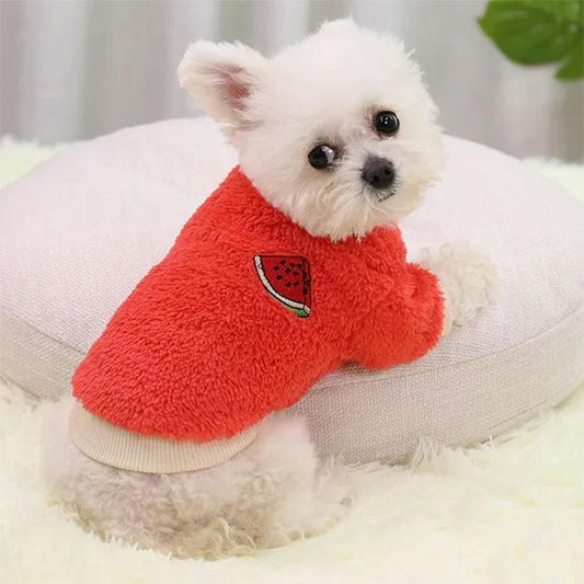 bichon maltais porte Pull pour Chien rouge assis sur surface blanche
