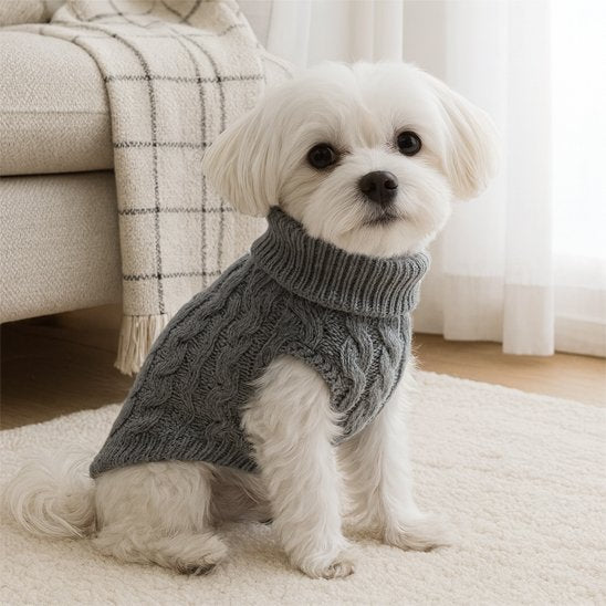 bichon portant Pull pour chien est assis sur sol blanc