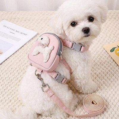 bichon porte Harnais pour chiens assis au sol