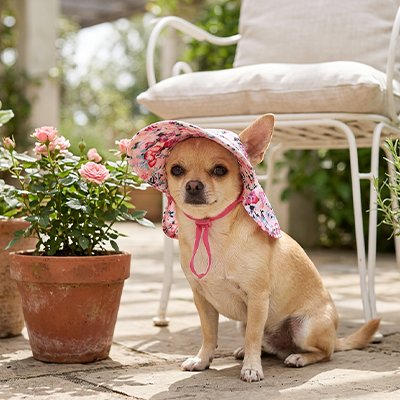 chihuahua porte bonnet pour chien assis pavés de ciment de patio