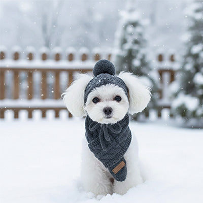 caniche blanc porte Bonnet pour chien​ dans neige près de clôture