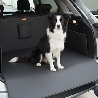 border collie assis sur Protection chien voiture
