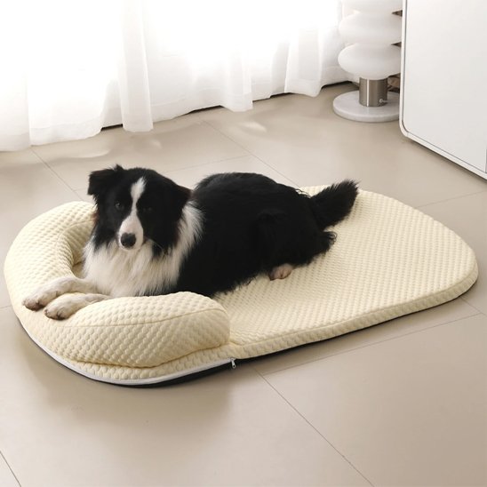 border collie coucheTapis rafraichissant chien jaune