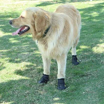 golden retriever porte bottes chien sur pelouse