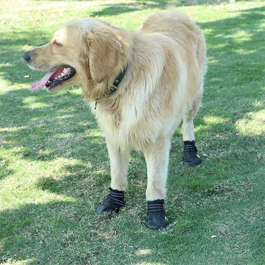 golden retriever porte bottes chien sur pelouse