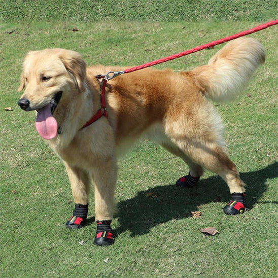 golden retriever prtant bottes chien en laisse dans parc