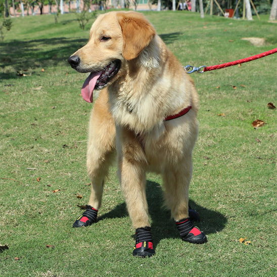 golden retriever portant bottes chien attend sur pelouse dans parc