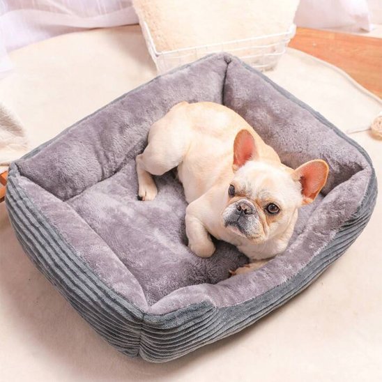 bouledog francais dans Panier pour chien gris