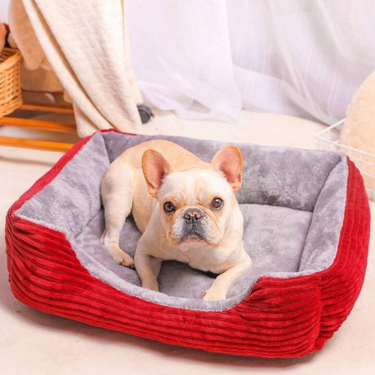  bouledog francais dans Panier pour chien rouge