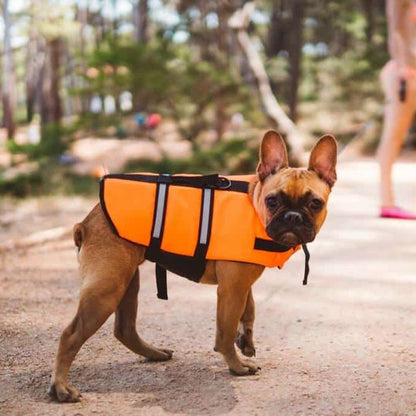 bouledogue brun portant Gilet de sauvetage Chien marche sur plage