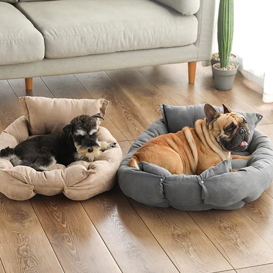 bouledogue et schnauser couche sur coussin chien sur sol en bois