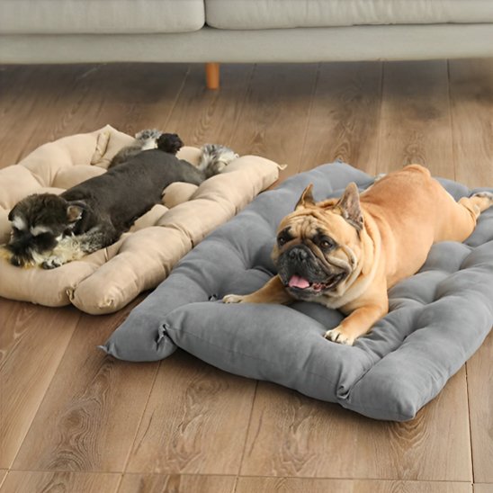 bouledogue et schnauser couche sur coussin chien sur sol en bois