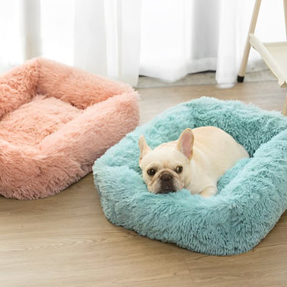 bouledogue francais couche dans Panier pour chien bleu pres de fenetre