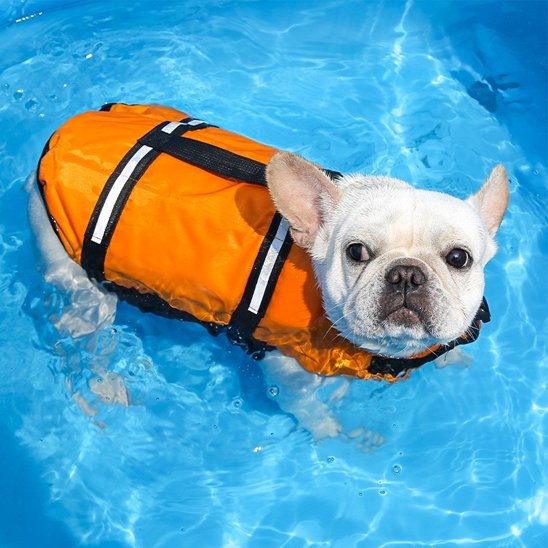 bouledogue francais portant Gilet de sauvetage Chien nage dans piscine