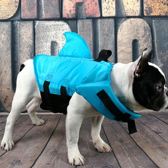 bouledogue portant Gilet de sauvetage chien bleu est sur quai en bois