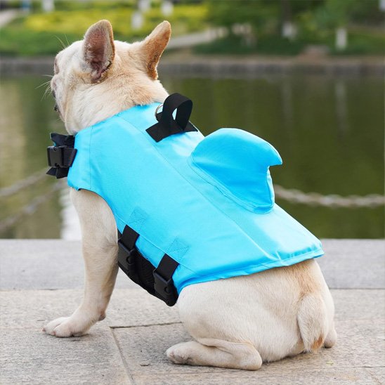 bouledogue portant Gilet de sauvetage chien bleu est sur ciment