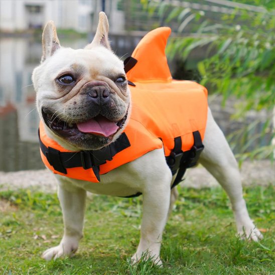 bouledogue portant Gilet de sauvetage chien orange est sur pelouse