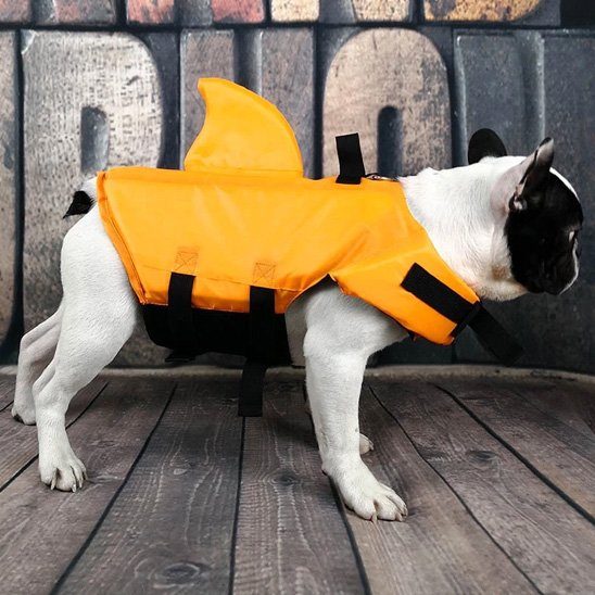 bouledogue portant Gilet de sauvetage chien orange est sur quai