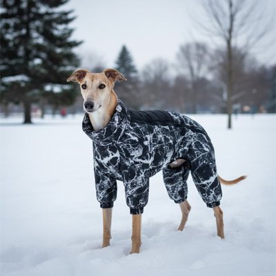 braque de weimer portant Manteau chien dans la neige en hiver