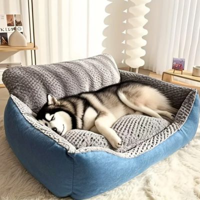 husky dort dans canapé chien près de fenêtre