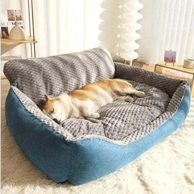 corgi dort sur canapé chien au soleil