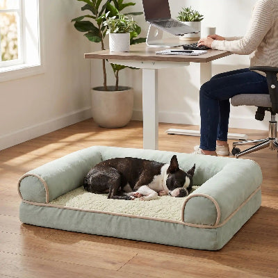 terrier boston dort sur canapépiur chien dans bureau avec dame qui travaille