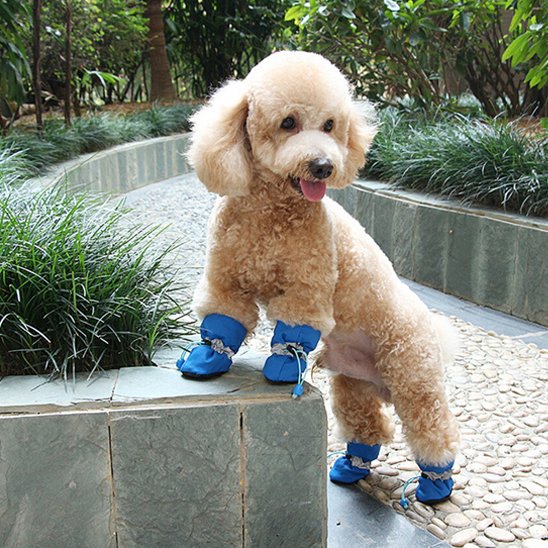 caniche beige portant Chaussures chien​ bleues est appuyé sur un muret de ciment