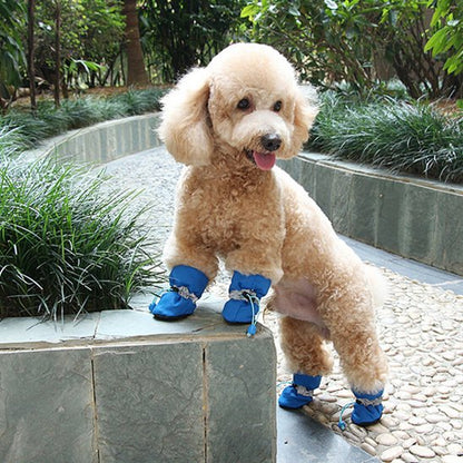 caniche beige portant Chaussures chien​ bleues est appuyé sur un muret de ciment