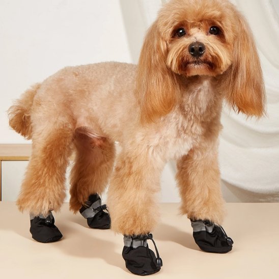 caniche beige portant Chaussures chien​ noires est debout sur moquette beige